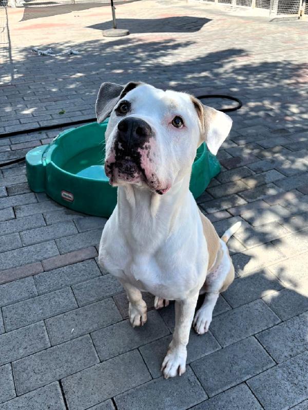 MAMBO BELLISSIMO PIT Foto 7